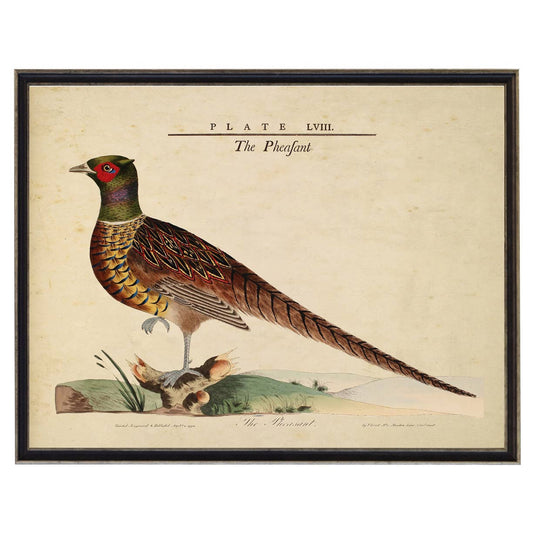 Framed vintage pheasant and nest illustration