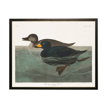 American Scoter Duck Bookplate