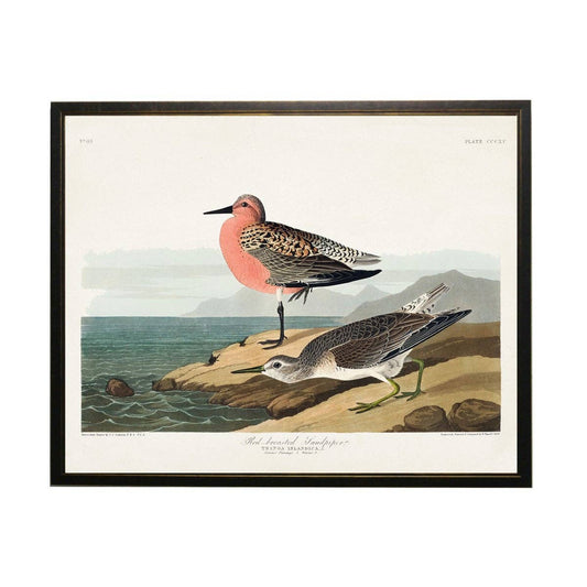 Red Breasted Sandpiper Bookplate