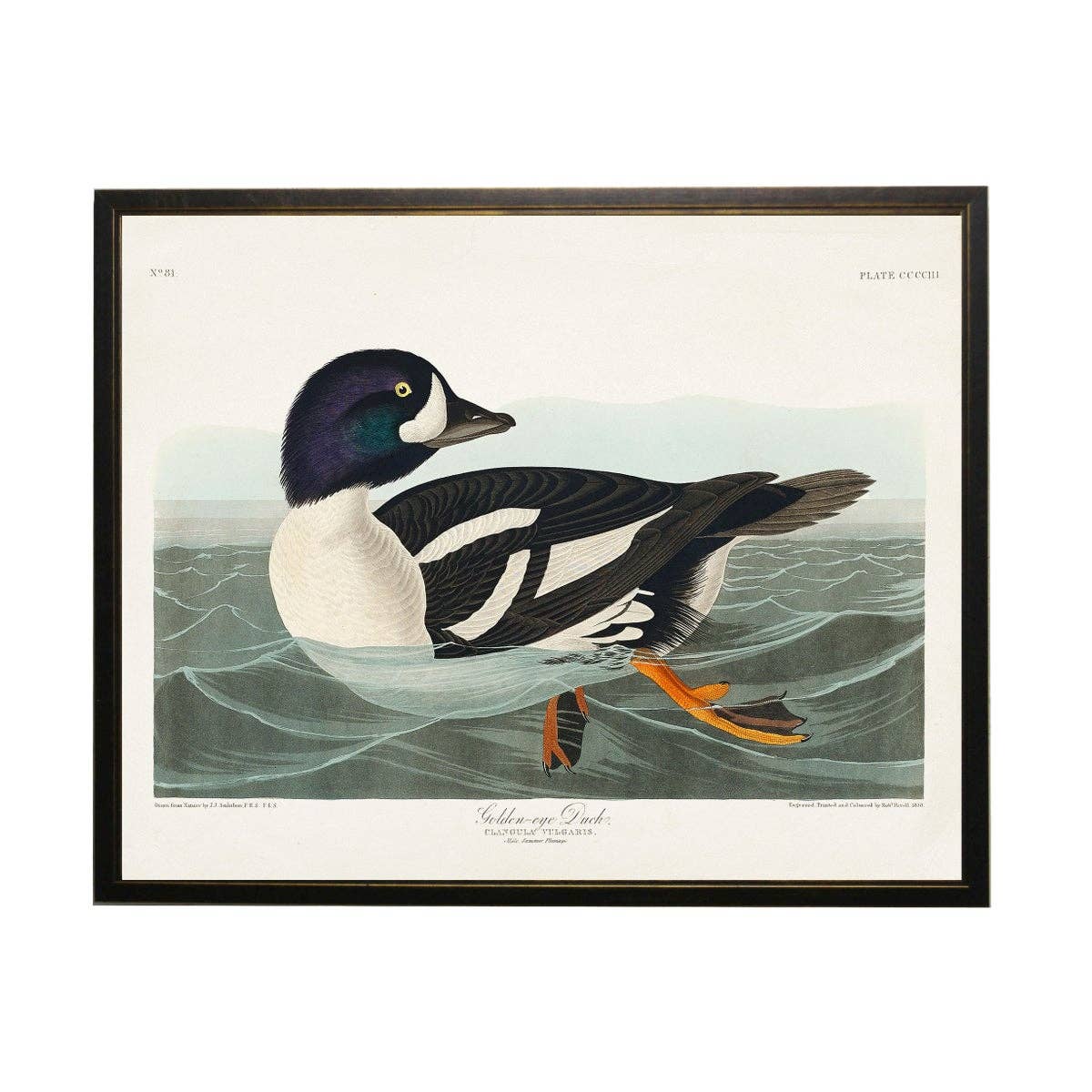 Golden-Eye Duck Bookplate