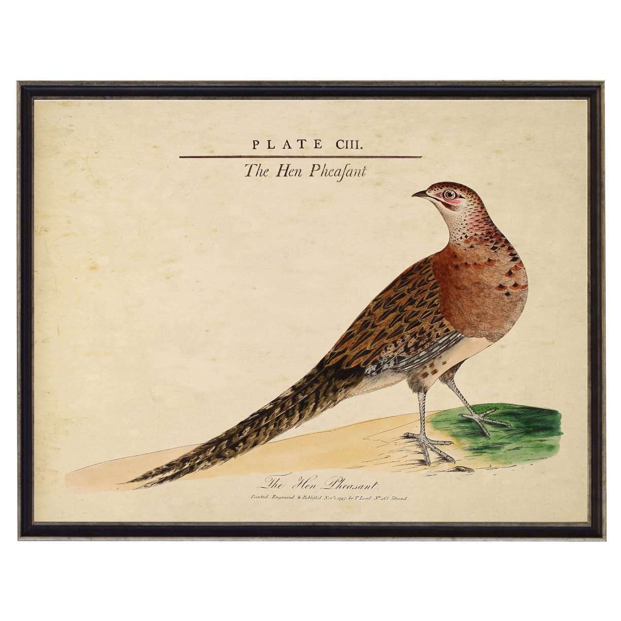 Framed vintage hen pheasant and nest illustration